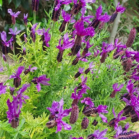 Appartamento La Casa Di Cesi *